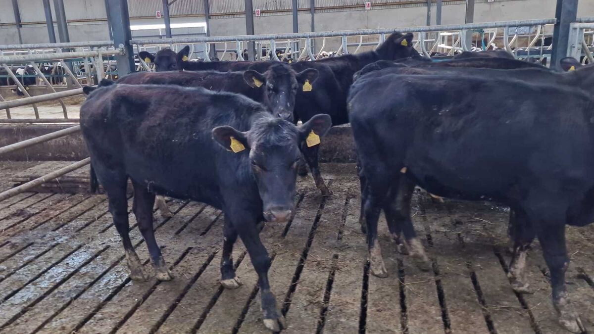 Aberdeen angus heifers