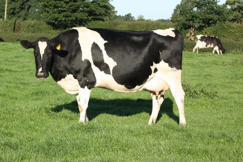 High Quality Cattle for Sale