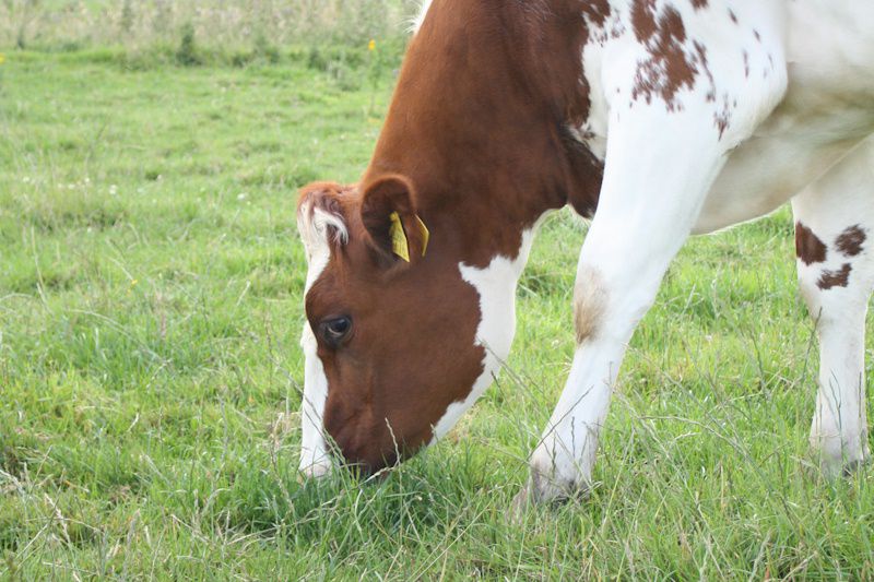 Healthy Goats for Your Farm