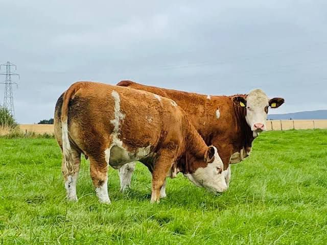 Fine Sheep Breeds Available
